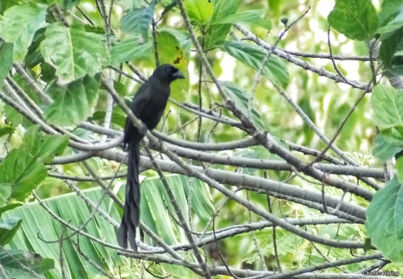 birding Indonesia bird of bali