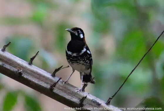 Birding in Sulawesi Red-backed Thrush (Geokichla erythronota) bird from Minahasa of North Sulawesi