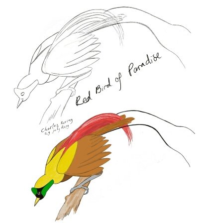 Pencil sketch and colored drawing of Red Bird of Paradise
