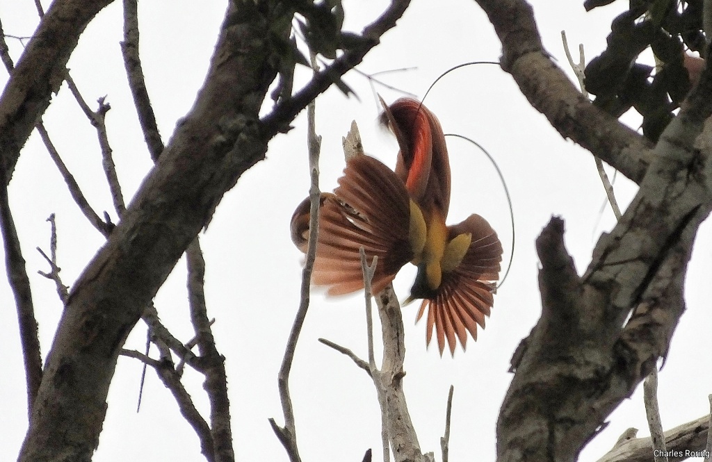 Red Bird of Paradise in tropical rainforest of Waigeo island of Raja Ampat