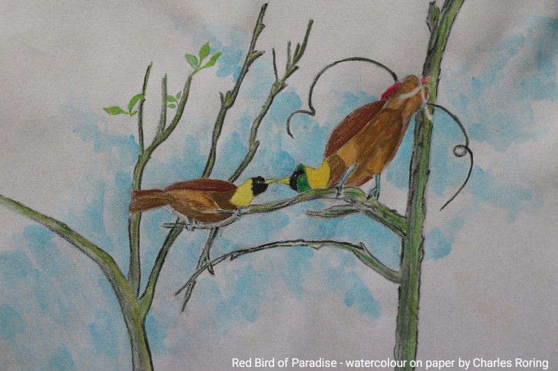Watercolor painting of Red Bird of Paradise