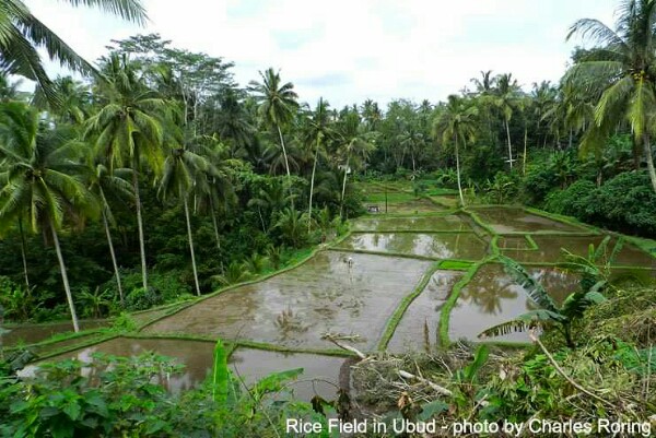 Rice Field in Ubud
