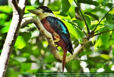Rufous-bellied Kookaburra in Sorong forest of Indonesia