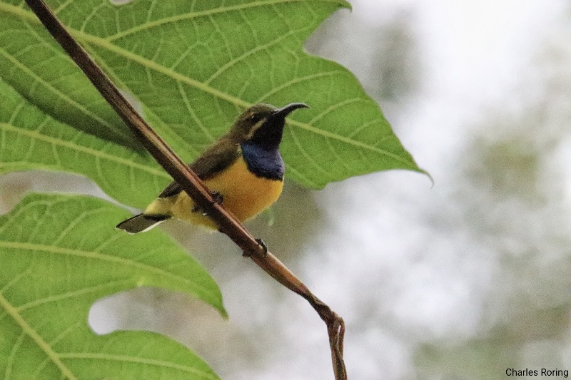 Sahul Sunbird (Cinnyris frenatus)