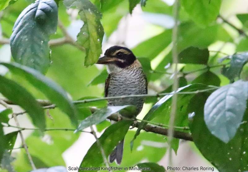 Birdwatching in Mount Mahawu of Tomohon Scaly Kingfisher in Minahasa highland