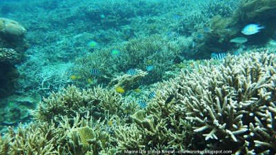 Snorkeling Photo from Raja Ampat