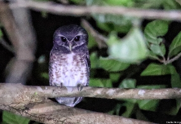birdwatching Indonesia Speckled Boobook in Tangkoko National Park of Minahasa Peninsula Sulawesi