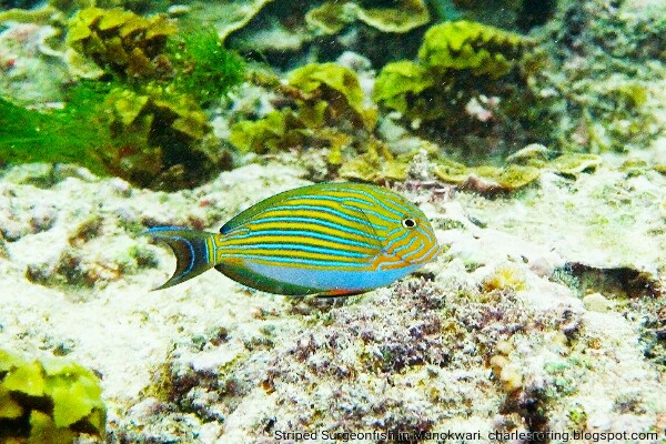 Tropical reef fish striped-surgeonfish