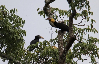 birdwatching in Tangkoko Nature Reserve of Indonesia Sulawesi Hornbill (Rhabdotorrhinus exhartus)