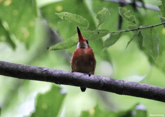 Sulawesi Dwarf Kingfisher (Ceyx fallax)