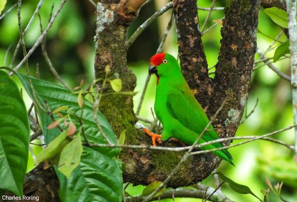 birdwatching and wildlife photography trip in Indonesia Sulawesi Hanging Parrot (Loriculus stigmatus) in Rambunan village of Minahasa highland