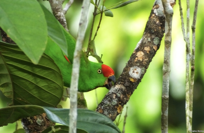 birding photography tour in Sulawesi of Indonesia Sulawesi Hanging Parrot (Loriculus stigmatus)