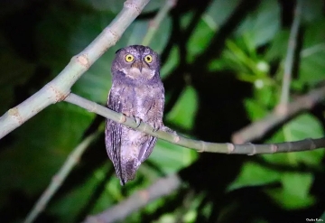 Bird Photography Tour in Minahasa Sulawesi Scops Owl