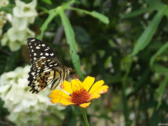 butterfly and flower in Tincep village