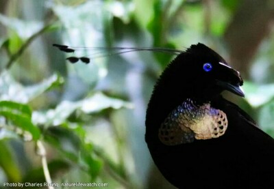 western parotia with golden shield and blue eyes