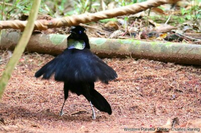 Male Western Parotia a balled dancer