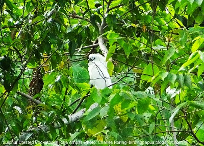 wisata pengamatan burung di Papua Barat kakaktua putih Papua