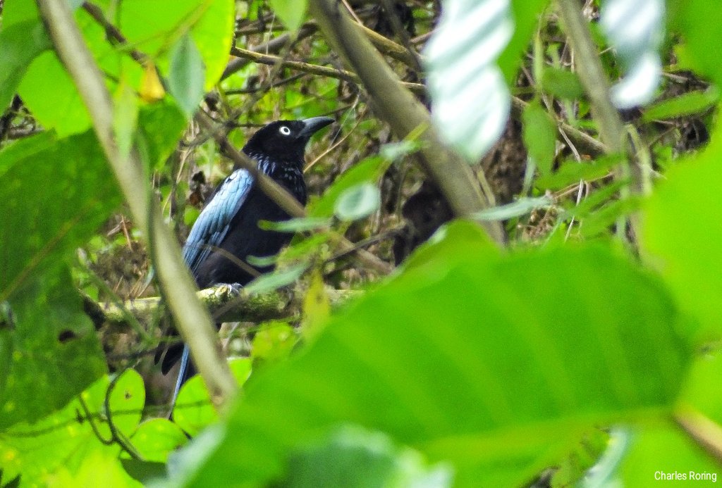 birding in Sulawesi Hair-crested (White-eyed) Drongo