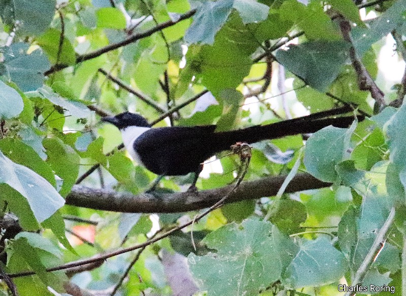birdwatching in Karaenta nature reserve of South Sulawesi White-necked Myna