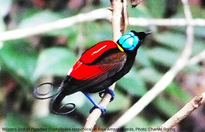Wilson's Paradise Bird in Waigeo island.