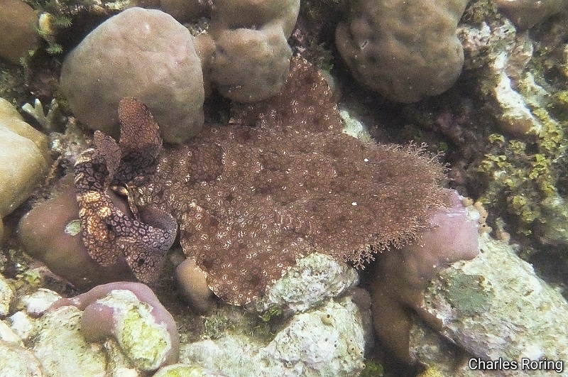 wobbegong in Raja Ampat islands