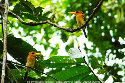 a couple of Yellow-billed Kingfisher.
