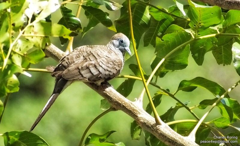 birding in Manado city alt=